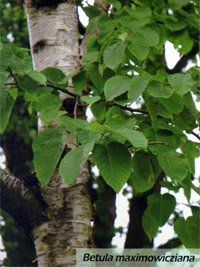 Betula maximowicziana