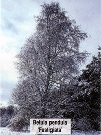 Betula pendula Fastigiata