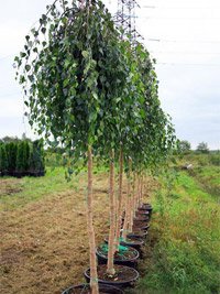 Betula pendula Youngii