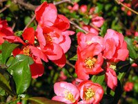 Chaenomeles japonica