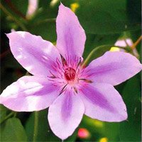 Clematis hybrida