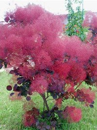 Cotinus coggygria