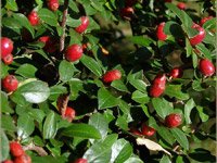 Cotoneaster divaricatus