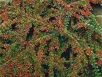 Cotoneaster horizontalis