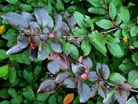 Cotoneaster lucidus