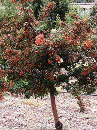 Crataegus monogyna