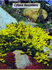 Cytisus decumbens