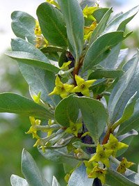 Elaeagnus commutata