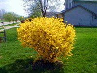 Forsythia intermedia