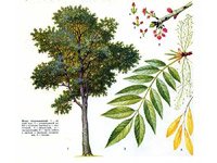 Fraxinus excelsior