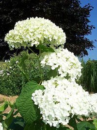 Hydrangea Annabelle