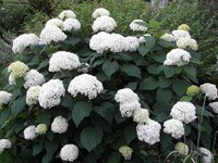 Hydrangea arborescens Annabella