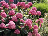 Hydrangea arborescens Invincibelle