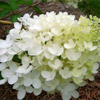 Hydrangea paniculata Bombshell