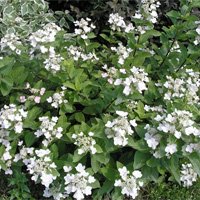 Hydrangea paniculata Darts Little Dot