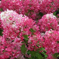 Hydrangea paniculata Diamant Rouge