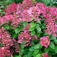 Hydrangea paniculata Early Sensation