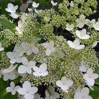 Hydrangea paniculata Greenspire