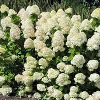 Hydrangea paniculata Limelight