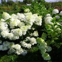 Hydrangea paniculata Phantom