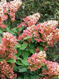 Hydrangea paniculata Pink Diamond