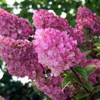 Hydrangea paniculata Sundae Fraise