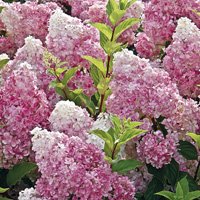 Hydrangea paniculata Vanille Fraise