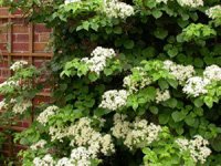 Hydrangea petiolaris