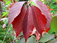 Parthenocissus quinquefolia