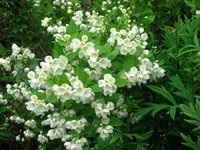 Philadelphus 