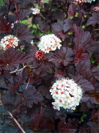 Physocarpus opulifolius Diabolo