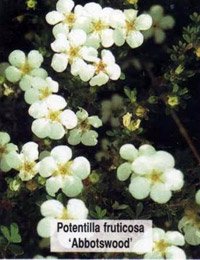 Potentilla fruticosa Abbotswood