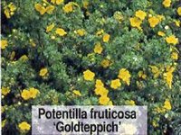 Potentilla fruticosa Goldteppich
