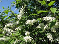 Prunus padus