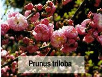 Prunus triloba