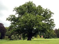 Quercus robur