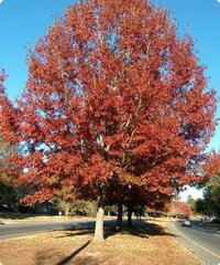 Quercus rubra