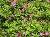 Rosa rugosa