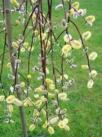 Salix caprea Pendula