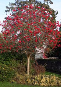 Sorbus aucuparia