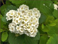 Spiraea betulifolia