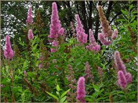 Spiraea billardii