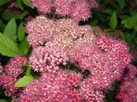 Spiraea bumalda Anthony Waterer