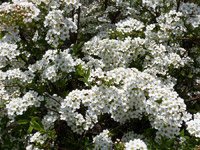 Spiraea cinerea Grefsheim