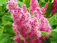 Spiraea Duglasii