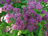 Spiraea japonica