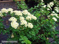 Spiraea nipponica