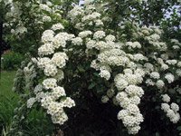 Spiraea Vanhouttei