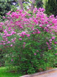 Syringa chinensis