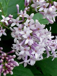 Syringa josikaea